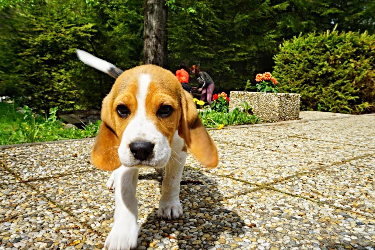 Chata Bacova Skala Liptovsky Jan Bagian luar foto